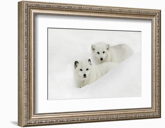 Arctic Fox in snow, Montana-Adam Jones-Framed Photographic Print