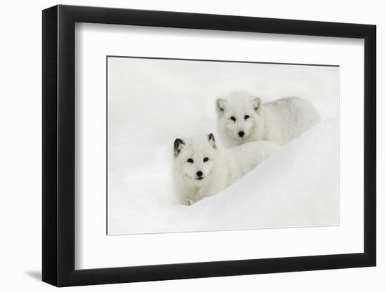 Arctic Fox in snow, Montana-Adam Jones-Framed Photographic Print