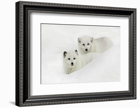 Arctic Fox in snow, Montana-Adam Jones-Framed Photographic Print