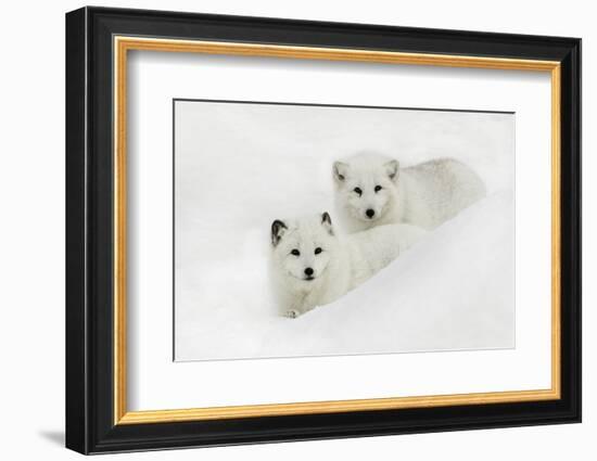 Arctic Fox in snow, Montana-Adam Jones-Framed Photographic Print