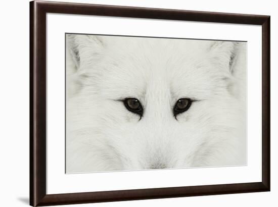 Arctic Fox in snow, Montana.-Adam Jones-Framed Premium Photographic Print