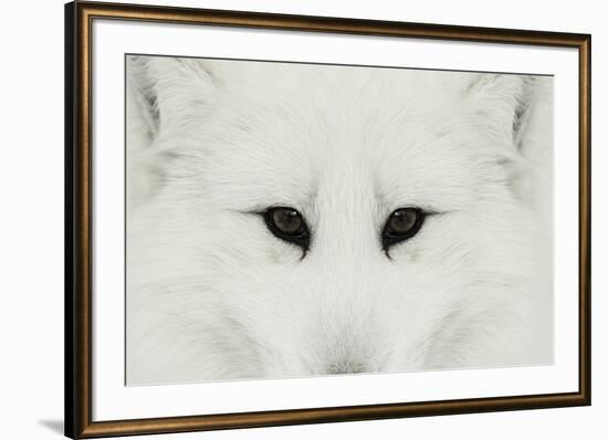 Arctic Fox in snow, Montana.-Adam Jones-Framed Premium Photographic Print