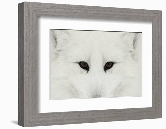 Arctic Fox in snow, Montana.-Adam Jones-Framed Photographic Print