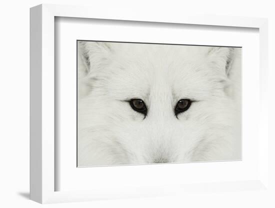 Arctic Fox in snow, Montana.-Adam Jones-Framed Photographic Print