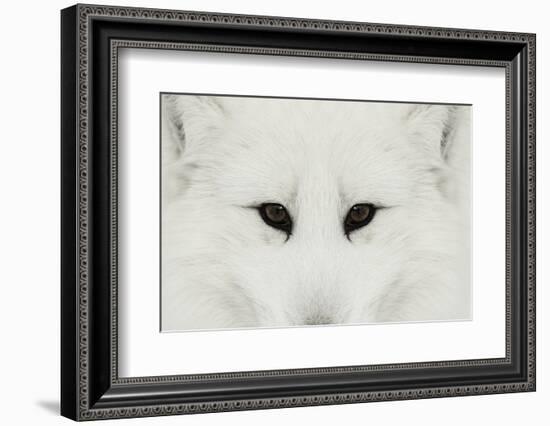 Arctic Fox in snow, Montana.-Adam Jones-Framed Photographic Print