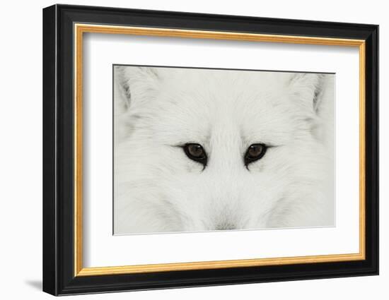 Arctic Fox in snow, Montana.-Adam Jones-Framed Photographic Print