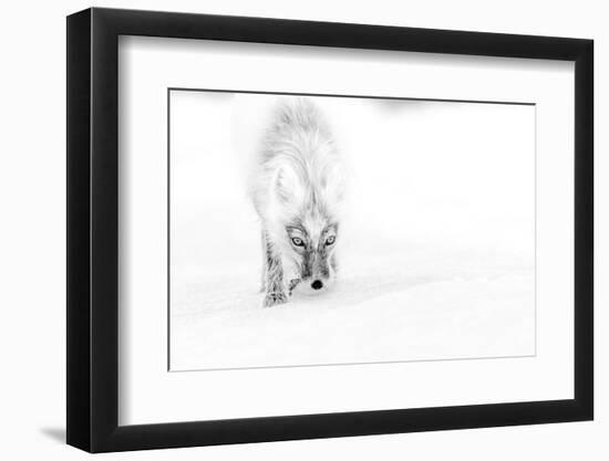 Arctic fox in snow, Wrangel Island, Far East Russia-Sergey Gorshkov-Framed Photographic Print
