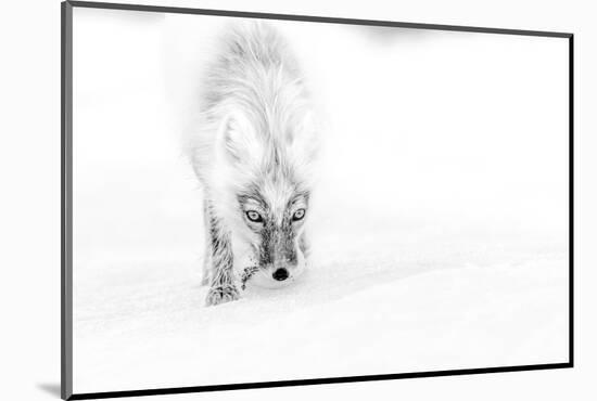 Arctic fox in snow, Wrangel Island, Far East Russia-Sergey Gorshkov-Mounted Photographic Print