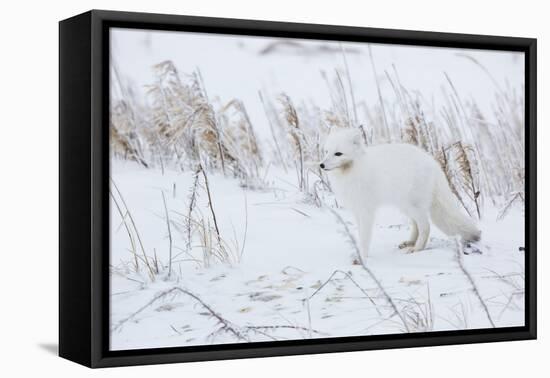 Arctic Fox in Winter Churchil Wildlife Management Area Churchill, Mb-Richard ans Susan Day-Framed Premier Image Canvas