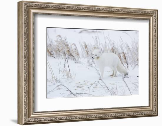 Arctic Fox in Winter Churchil Wildlife Management Area Churchill, Mb-Richard ans Susan Day-Framed Photographic Print