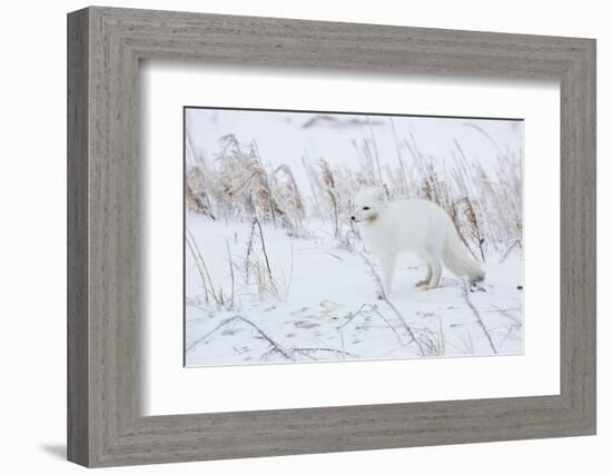 Arctic Fox in Winter Churchil Wildlife Management Area Churchill, Mb-Richard ans Susan Day-Framed Photographic Print