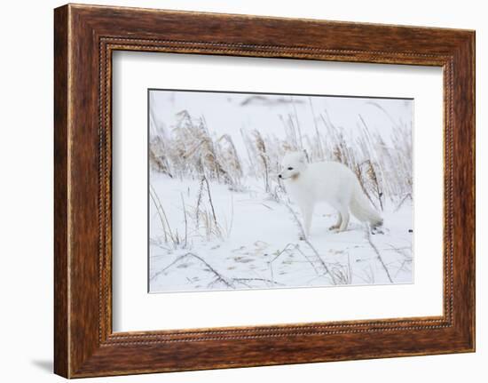 Arctic Fox in Winter Churchil Wildlife Management Area Churchill, Mb-Richard ans Susan Day-Framed Photographic Print