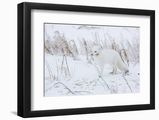 Arctic Fox in Winter Churchil Wildlife Management Area Churchill, Mb-Richard ans Susan Day-Framed Photographic Print