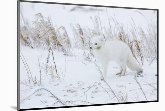 Arctic Fox in Winter Churchil Wildlife Management Area Churchill, Mb-Richard ans Susan Day-Mounted Photographic Print