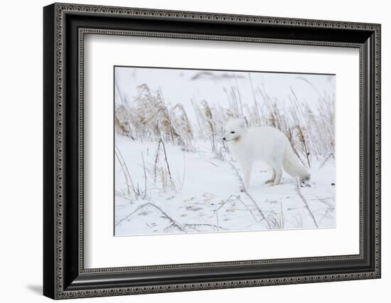 Arctic Fox in Winter Churchil Wildlife Management Area Churchill, Mb-Richard ans Susan Day-Framed Photographic Print