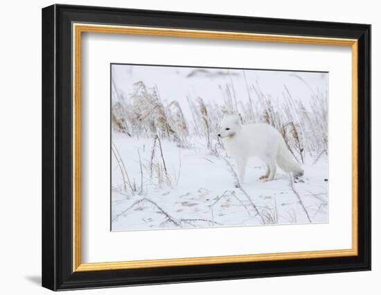 Arctic Fox in Winter Churchil Wildlife Management Area Churchill, Mb-Richard ans Susan Day-Framed Photographic Print