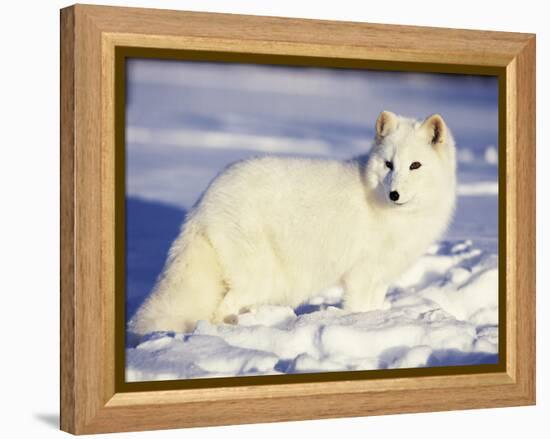 Arctic Fox in Winter Coat, Alaska, USA-Jim Zuckerman-Framed Premier Image Canvas