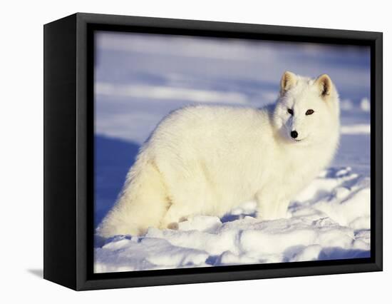 Arctic Fox in Winter Coat, Alaska, USA-Jim Zuckerman-Framed Premier Image Canvas