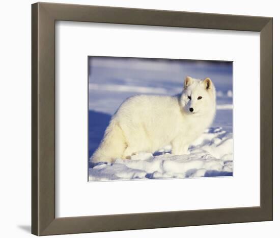 Arctic Fox in Winter Coat, Alaska, USA-Jim Zuckerman-Framed Photographic Print