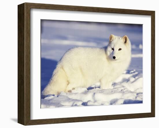 Arctic Fox in Winter Coat, Alaska, USA-Jim Zuckerman-Framed Photographic Print