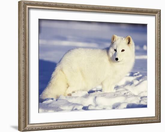 Arctic Fox in Winter Coat, Alaska, USA-Jim Zuckerman-Framed Photographic Print