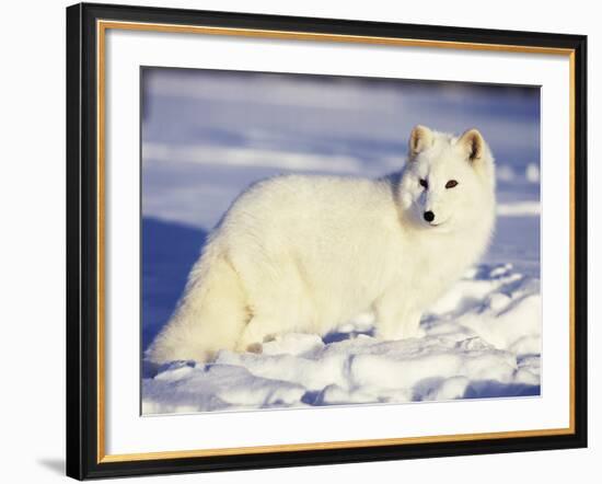 Arctic Fox in Winter Coat, Alaska, USA-Jim Zuckerman-Framed Photographic Print