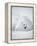 Arctic Fox in Winter Coat, Alaska, USA-Jim Zuckerman-Framed Premier Image Canvas