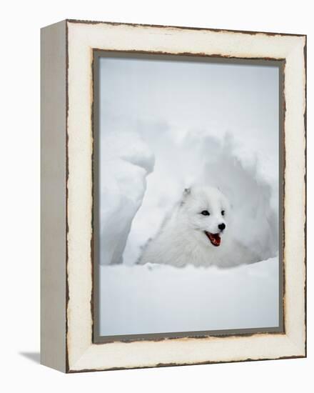 Arctic Fox in Winter Coat, Alaska, USA-Jim Zuckerman-Framed Premier Image Canvas