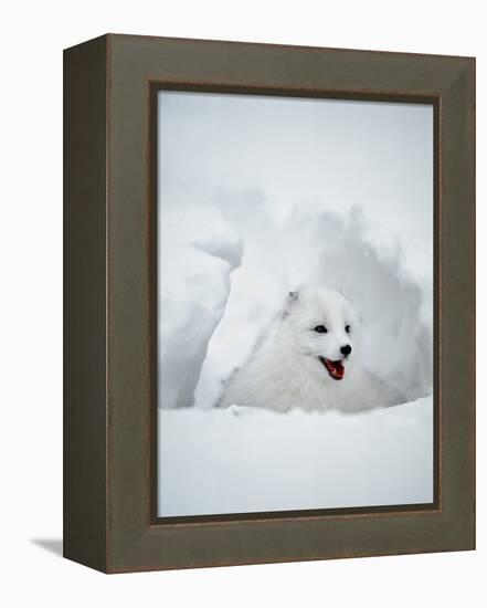 Arctic Fox in Winter Coat, Alaska, USA-Jim Zuckerman-Framed Premier Image Canvas