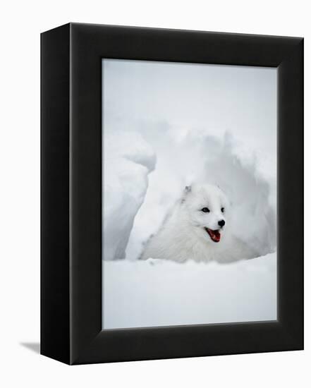 Arctic Fox in Winter Coat, Alaska, USA-Jim Zuckerman-Framed Premier Image Canvas