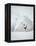 Arctic Fox in Winter Coat, Alaska, USA-Jim Zuckerman-Framed Premier Image Canvas