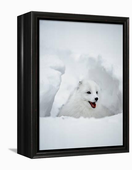 Arctic Fox in Winter Coat, Alaska, USA-Jim Zuckerman-Framed Premier Image Canvas