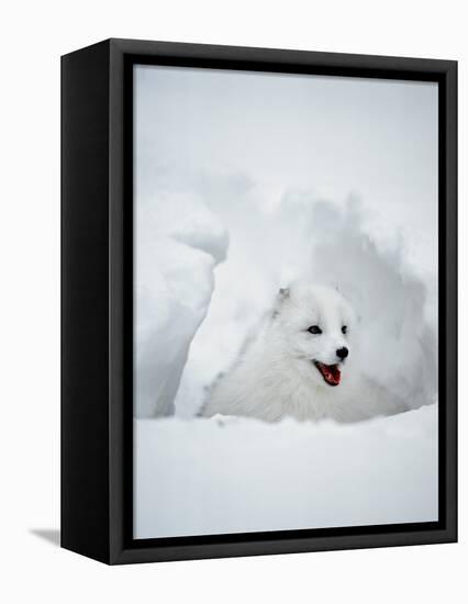 Arctic Fox in Winter Coat, Alaska, USA-Jim Zuckerman-Framed Premier Image Canvas