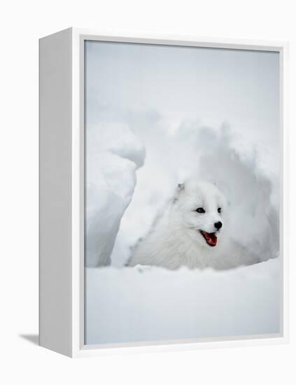 Arctic Fox in Winter Coat, Alaska, USA-Jim Zuckerman-Framed Premier Image Canvas