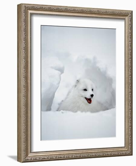 Arctic Fox in Winter Coat, Alaska, USA-Jim Zuckerman-Framed Photographic Print