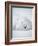 Arctic Fox in Winter Coat, Alaska, USA-Jim Zuckerman-Framed Photographic Print