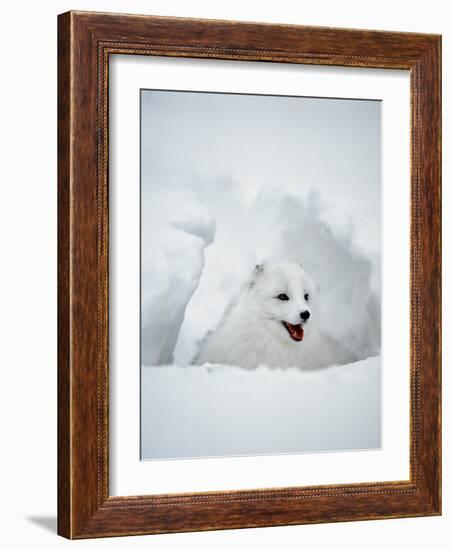 Arctic Fox in Winter Coat, Alaska, USA-Jim Zuckerman-Framed Photographic Print