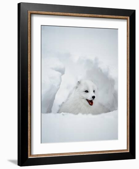 Arctic Fox in Winter Coat, Alaska, USA-Jim Zuckerman-Framed Photographic Print