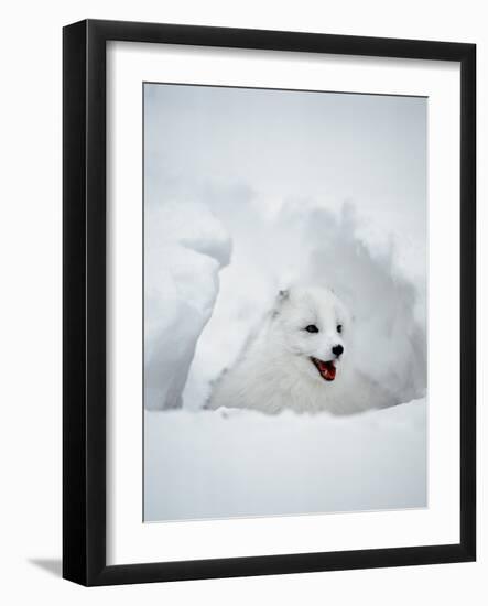 Arctic Fox in Winter Coat, Alaska, USA-Jim Zuckerman-Framed Photographic Print