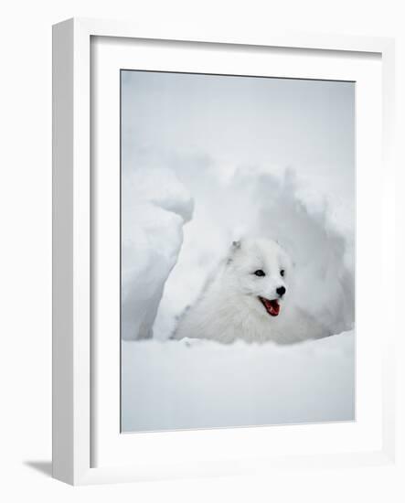 Arctic Fox in Winter Coat, Alaska, USA-Jim Zuckerman-Framed Photographic Print