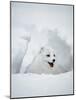 Arctic Fox in Winter Coat, Alaska, USA-Jim Zuckerman-Mounted Photographic Print