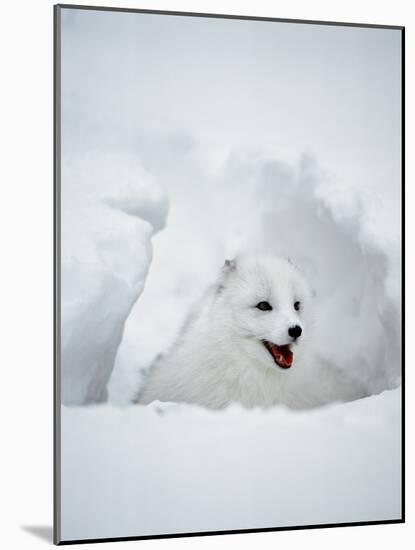 Arctic Fox in Winter Coat, Alaska, USA-Jim Zuckerman-Mounted Photographic Print