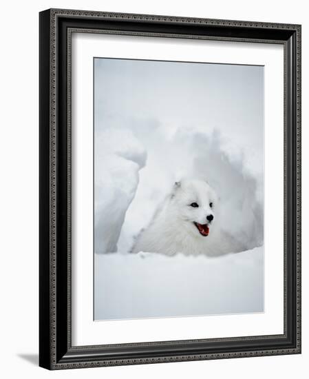 Arctic Fox in Winter Coat, Alaska, USA-Jim Zuckerman-Framed Photographic Print