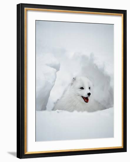 Arctic Fox in Winter Coat, Alaska, USA-Jim Zuckerman-Framed Photographic Print