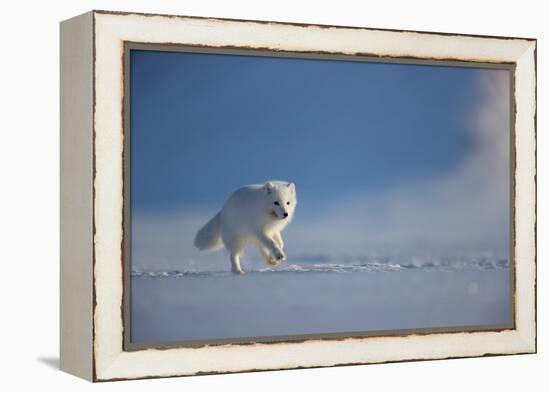 Arctic fox in winter coat, running across snow, Svalbard, Norway-Danny Green-Framed Premier Image Canvas