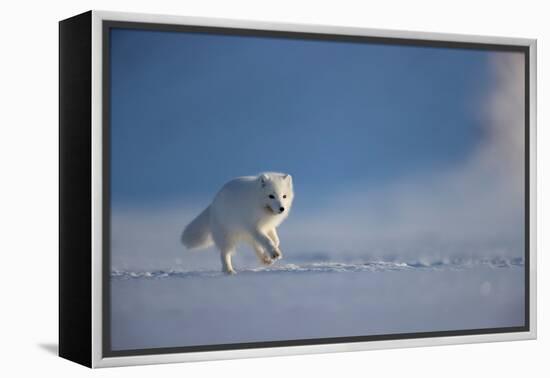 Arctic fox in winter coat, running across snow, Svalbard, Norway-Danny Green-Framed Premier Image Canvas