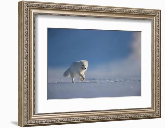 Arctic fox in winter coat, running across snow, Svalbard, Norway-Danny Green-Framed Photographic Print