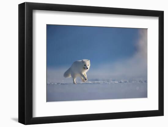 Arctic fox in winter coat, running across snow, Svalbard, Norway-Danny Green-Framed Photographic Print