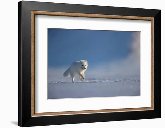 Arctic fox in winter coat, running across snow, Svalbard, Norway-Danny Green-Framed Photographic Print