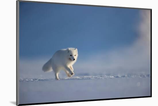 Arctic fox in winter coat, running across snow, Svalbard, Norway-Danny Green-Mounted Photographic Print